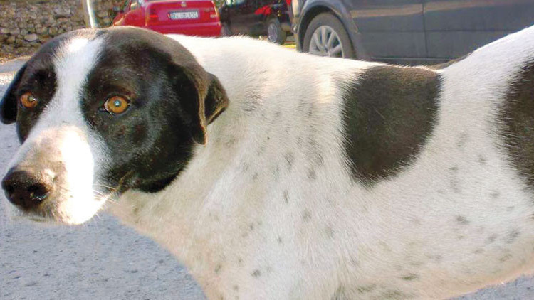 Çıtır duruşması