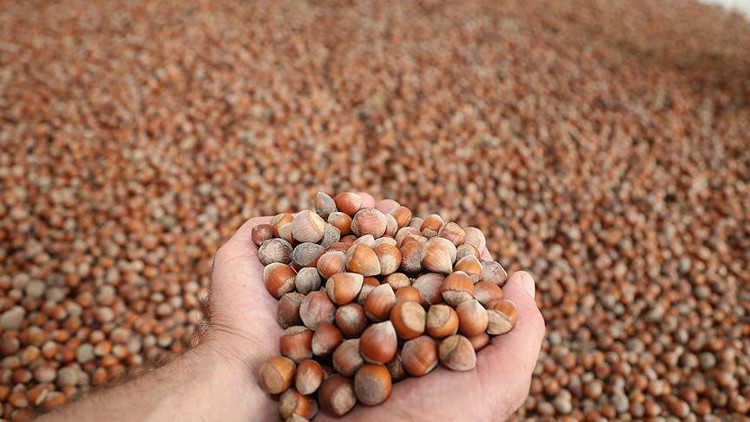 Fındık üreticileri yeni sezona hazırlanıyor