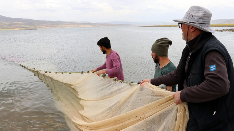Kayseriden çıkarılıyor Avrupaya ihraç ediliyor