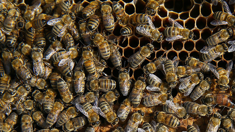 Bazı arı ve balık türleri tescil edildi