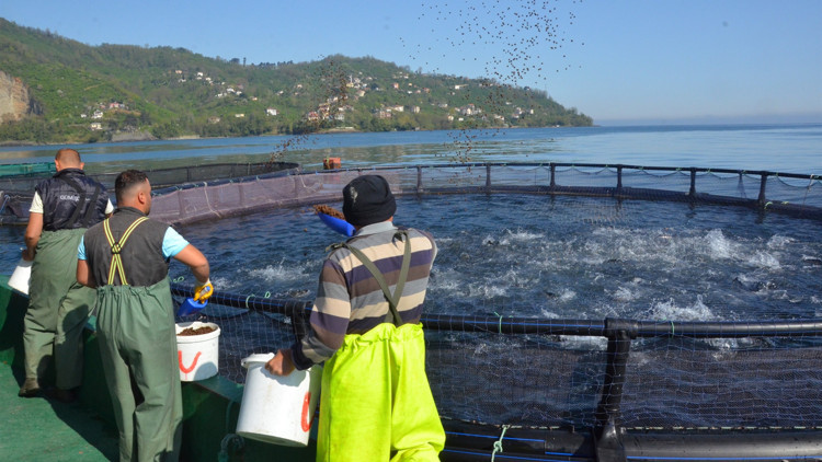 Ordu’da üretiliyor Rusya ve Japonya’ya ihraç ediliyor