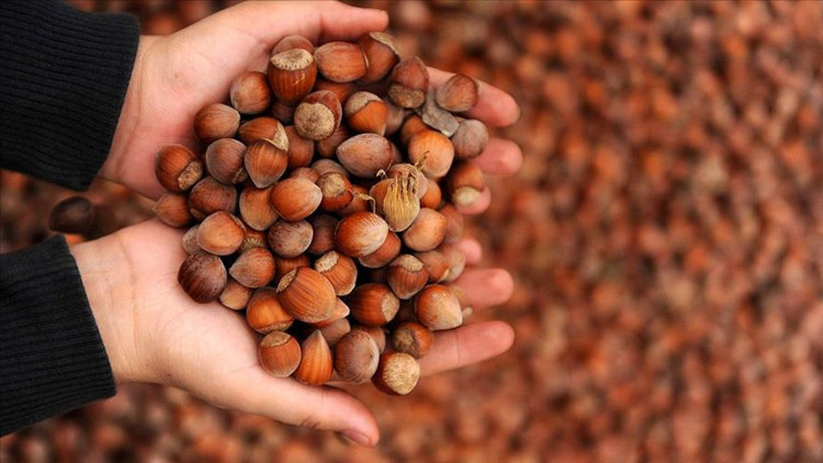 Bakan Pakdemirli açıkladı: Hedef 1 milyon ton