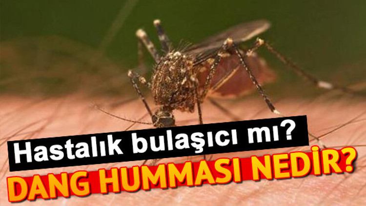 Dang humması nedir Dang humması bulaşıcı mı Dang humması nedir Dang humması bulaşıcı mı