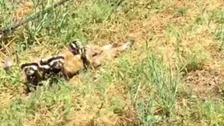 Ispartada alaca sansarlar görüntülendi Ispartada alaca sansarlar görüntülendi