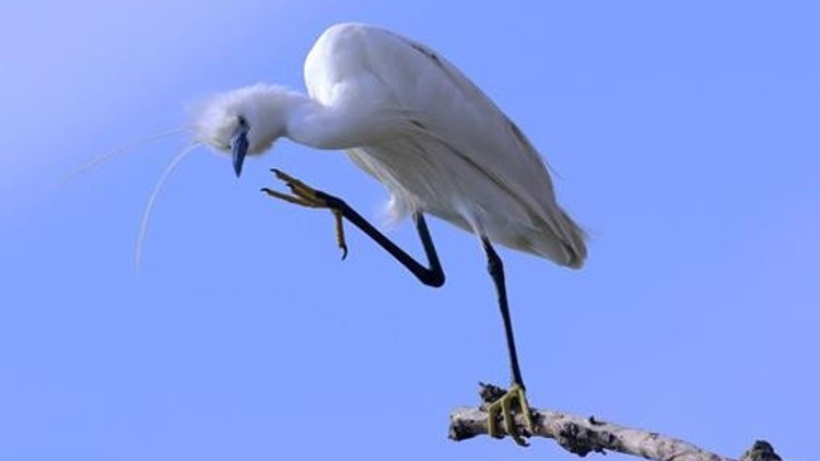 Nallıhan’da foto safari