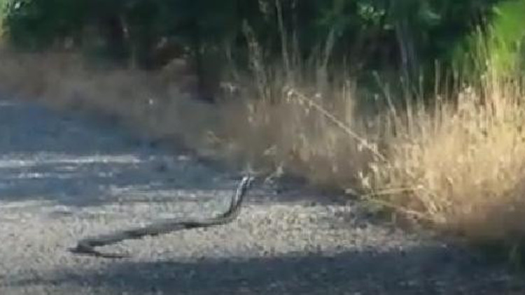 Elazığda yılanların çiftleşme dansı