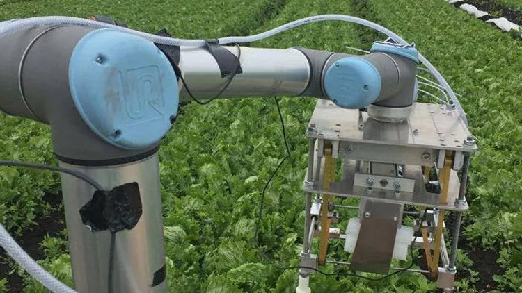 Kendi başına marul toplayabilen robot sınırları zorluyor