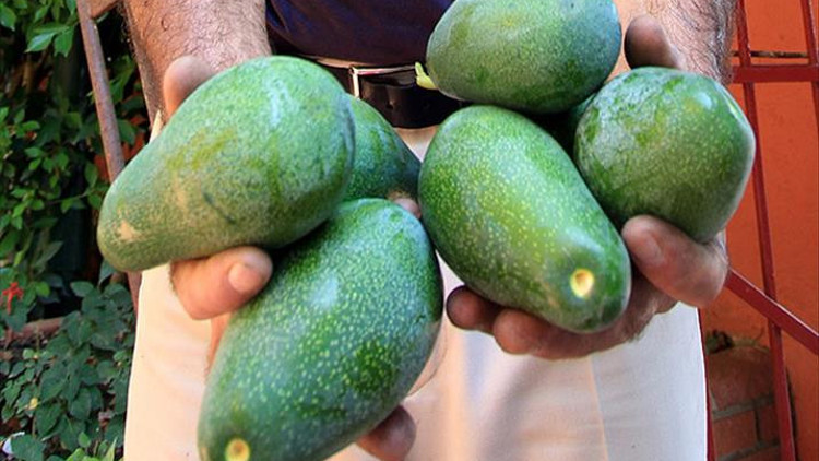 KPSSye damga vurdu Amerikan armudu nedir KPSSye damga vurdu Amerikan armudu nedir