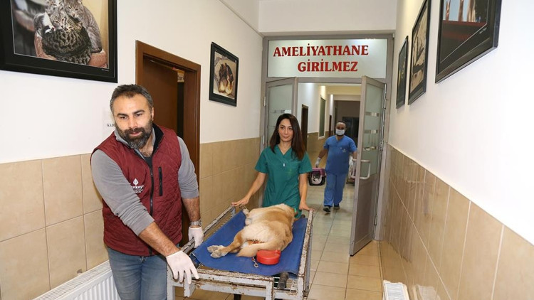 40 bin 403 sokak  hayvanı tedavi edildi