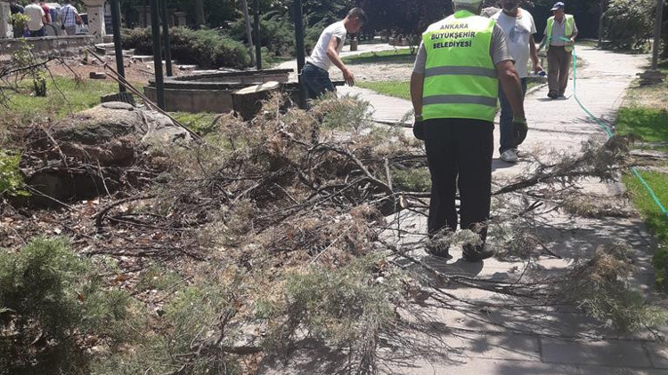 Kavaklara polen kesiği Kavaklara polen kesiği