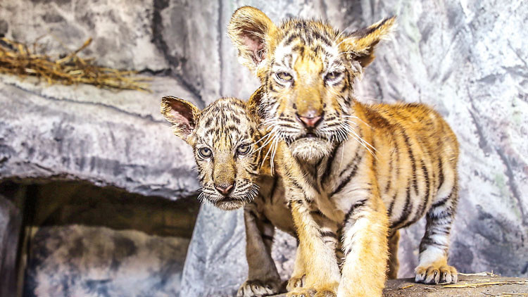 Yavru kaplan tartışması Yavru kaplan tartışması