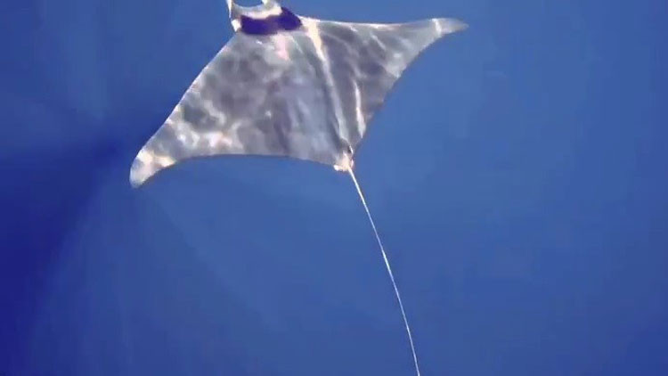 Gökçeadada manta vatozu görüntülendi Gökçeadada manta vatozu görüntülendi