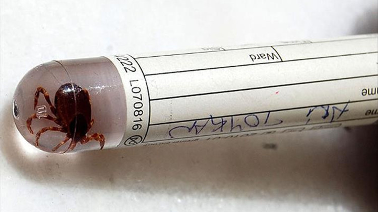 Lyme hastalığı nedir