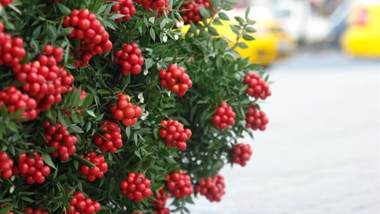 Kokina Nedir? Yılbaşı Çiçeği Kokina Nasıl Yapılır? - Mahmure