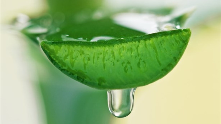 Aloe Vera Jeli Nasıl Çıkartılır
