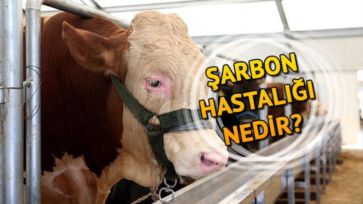 Şarbon nedir Şarbon hastalığı belirtileri nelerdir Şarbon nedir Şarbon hastalığı belirtileri nelerdir