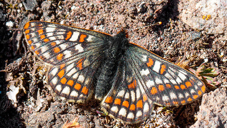 50 yıl sonra yeniden görüldü