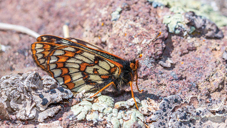 50 yıl sonra Kuzeyli Nazuğum