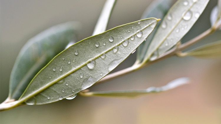 Tatlı Krizlerini Engelleyen Zeytin Yaprağı Kürü