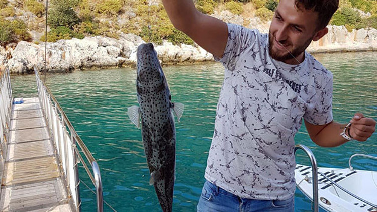 Karadenizde balon balığı tehlikesi