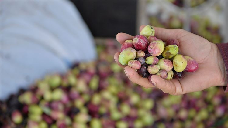 Marmarabirlikten rekolte beyanı açıklaması Marmarabirlikten rekolte beyanı açıklaması