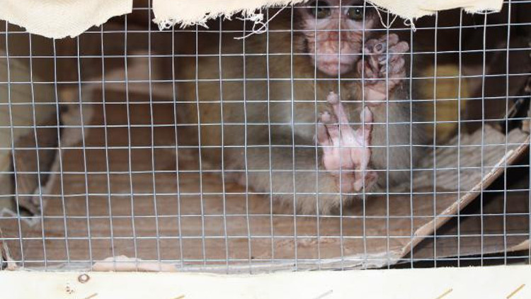 Sınır kapısında ele geçirilmişlerdi Hayvanat bahçesine gönderildiler Sınır kapısında ele geçirilmişlerdi Hayvanat bahçesine gönderildiler