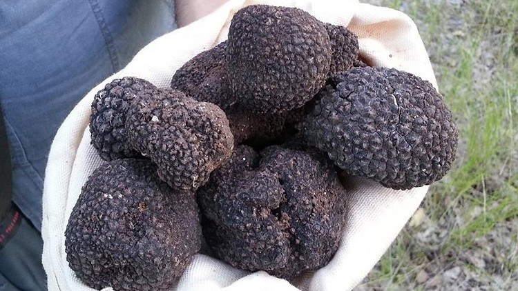 Trüf mantarı üretiminde 60 kat artış hedefi Trüf mantarı üretiminde 60 kat artış hedefi
