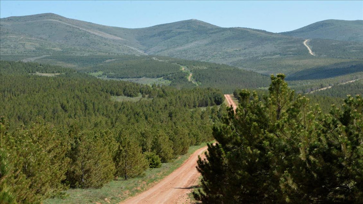 11 milyon fidan toprakla buluşacak