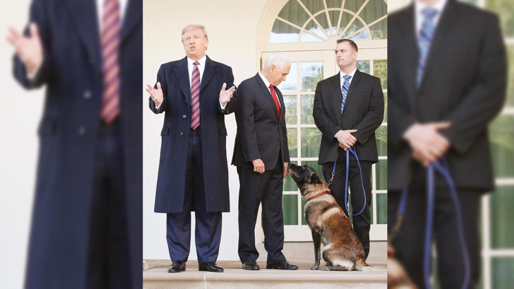 Bağdadi baskınına katılmıştı, o köpeğe madalya Bağdadi baskınına katılmıştı, o köpeğe madalya