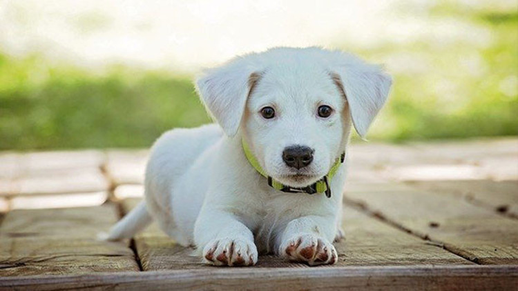 Rüyada köpek görmek ne anlama gelir Rüyada köpek ısırması ve saldırması ne demek