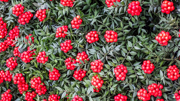 Yılbaşı Çiçeği: Kokina Çiçeğinin Uğuru