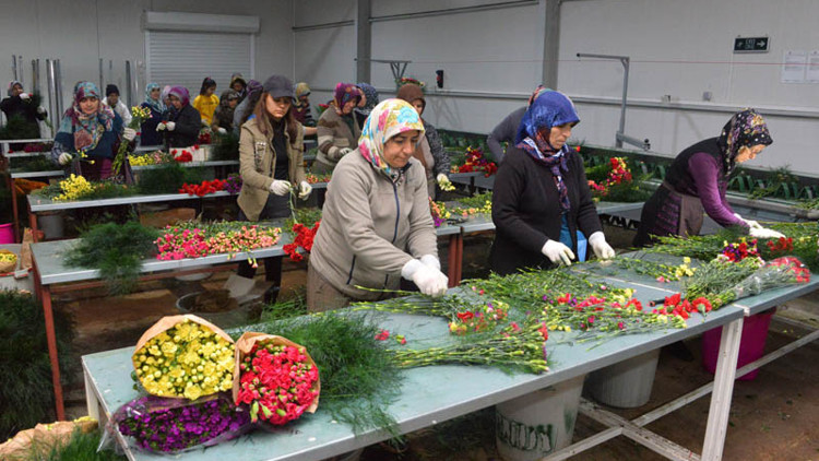 Antalyada yapılıyor 27 Avrupa ülkesine gönderiliyor