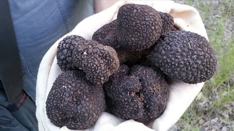 Ticaret Bakanlığı trüf mantarı ihalesi gerçekleştirecek Ticaret Bakanlığı trüf mantarı ihalesi gerçekleştirecek