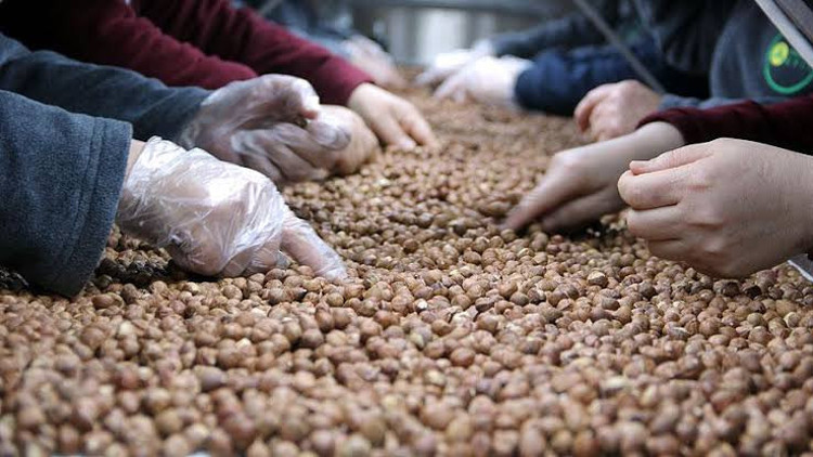 Giresunda fındık fiyatı 20 lirayı gördü Giresunda fındık fiyatı 20 lirayı gördü