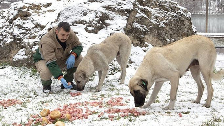 Sokak hayvanları için doğaya yiyecek bırakıldı