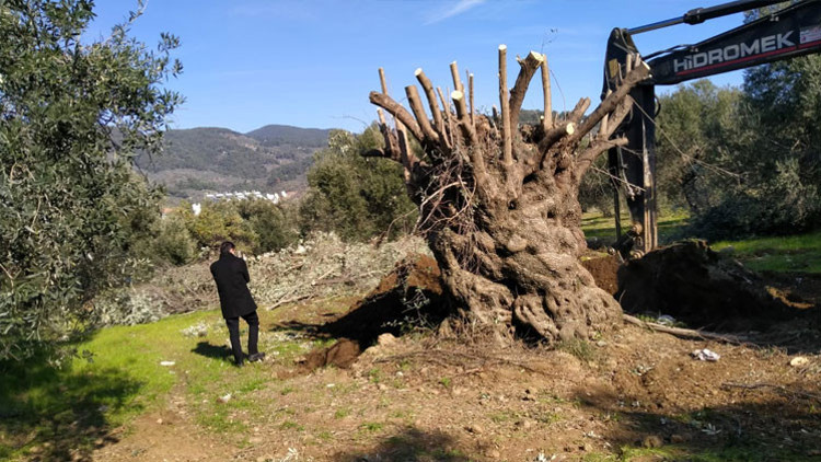 Bin yıllık zeytin ağacı yeni yerine taşındı