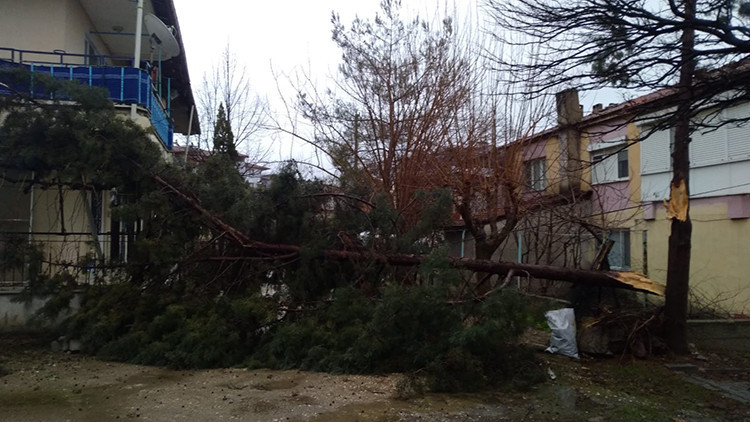 Selendide şiddetli rüzgar ağaçları devirdi Selendide şiddetli rüzgar ağaçları devirdi