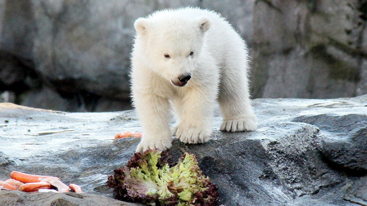Avusturya’da yavru kutup ayısı ilk defa görücüye çıktı