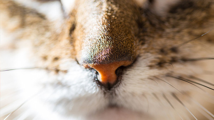 Dünya kediler günü ne zaman kutlanır