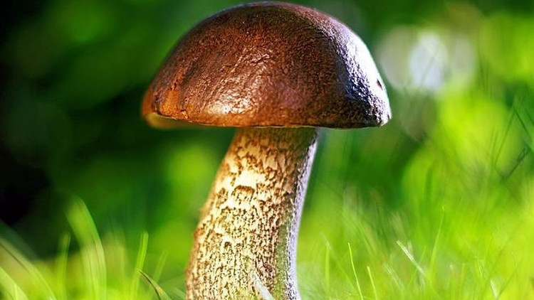 Rüyada mantar görmek ne anlama gelir Rüyada mantar toplamak ve yemek anlamı