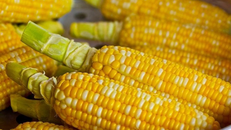 Rüyada mısır görmek ne anlama gelir Rüyada mısır yemek ve patlatmak tabiri