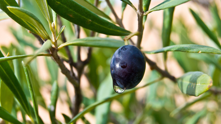 Zeytin yaprağının faydaları nelerdir Zeytin yaprağı neye iyi gelir
