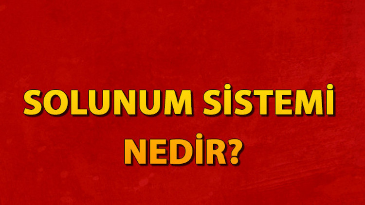 Solunum sistemi nedir Solunum sistemi organları ve hastalıkları nelerdir Solunum sistemi nedir Solunum sistemi organları ve hastalıkları nelerdir