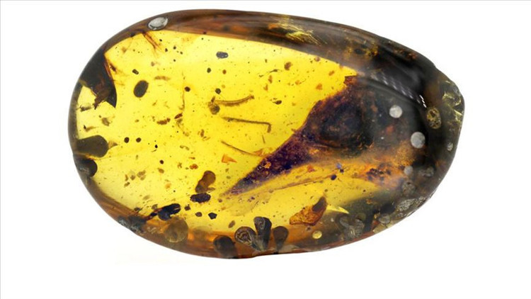 99 milyon yıllık kehribar içinde en küçük dinozor fosili keşfedildi