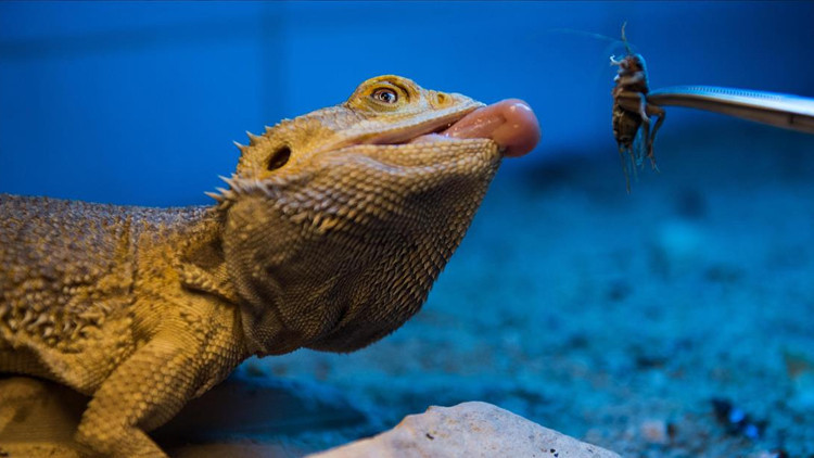 Bakanlık açıkladı Ülkeye pet hayvan girişi durdu