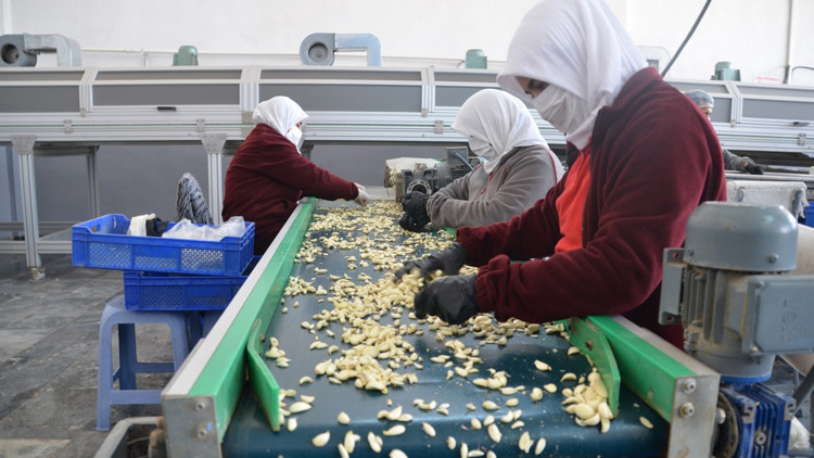 Koronavirüs sarımsağın fiyatını arttırdı Koronavirüs sarımsağın fiyatını arttırdı