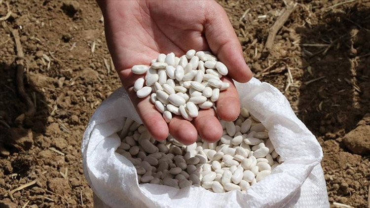 Kuru fasulye ve mercimek için acil eylem planı