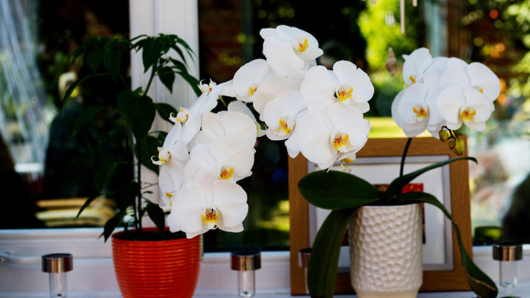 Evde bakımı kolay olan en iyi 10 bitki hangisi