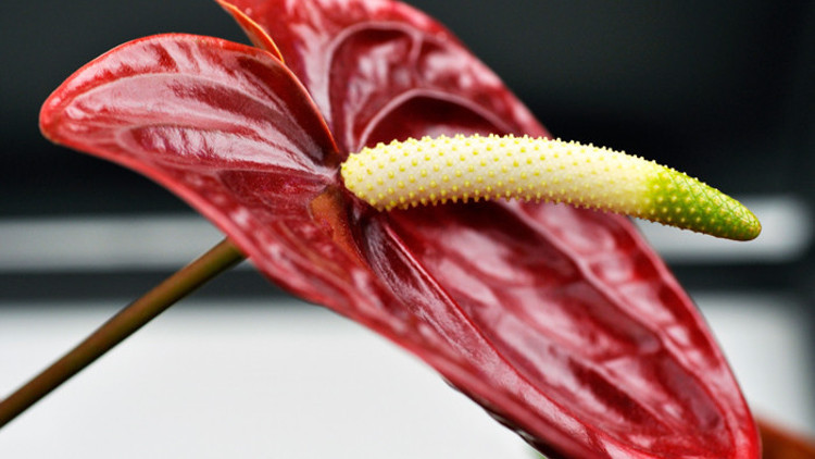 Evdeki havayı temizleyen en iyi 10 bitki hangisi