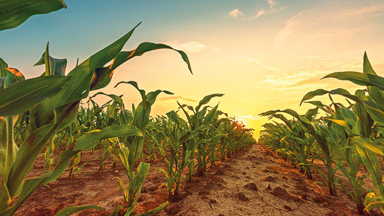 ‘Fedakarca üretime devam ettiler’ ‘Fedakarca üretime devam ettiler’